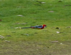 Platycercus eximius eximius