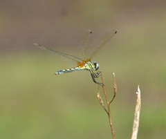 Trithemis pallidinervis