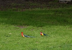 Platycercus eximius eximius