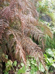Athyrium distentifolium