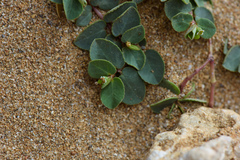 Euphorbia garanbiensis