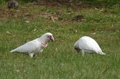 Cacatua tenuirostris