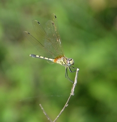Trithemis pallidinervis