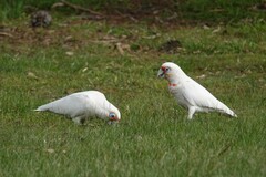 Cacatua tenuirostris