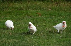 Cacatua tenuirostris