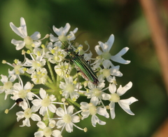 Oedemera nobilis