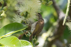 Lichmera indistincta