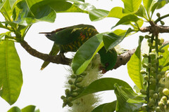 Trichoglossus chlorolepidotus