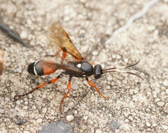 Ichneumon promissorius