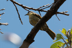Gavicalis versicolor