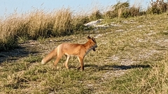 Vulpes vulpes schrencki