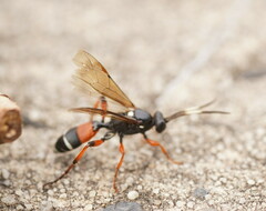 Ichneumon promissorius