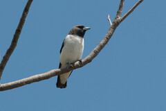 Artamus leucorynchus