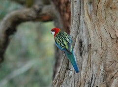 Platycercus eximius eximius