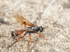 Ichneumon promissorius