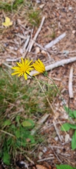 Hieracium