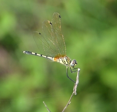 Trithemis pallidinervis