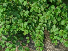 Lagerstroemia subcostata