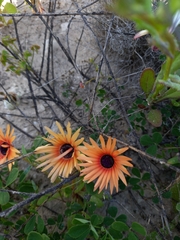 Cleretum bellidiforme