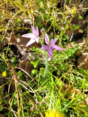 Caladenia latifolia