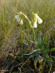 Onosma simplicissima