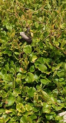 Muehlenbeckia adpressa