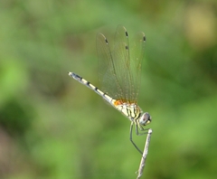 Trithemis pallidinervis