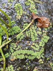 Salvinia natans