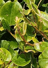 Muehlenbeckia adpressa