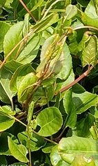 Muehlenbeckia adpressa