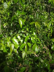 Denhamia bilocularis