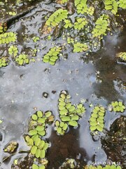 Salvinia natans
