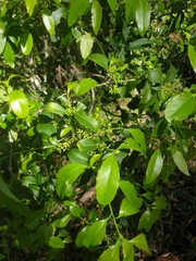 Denhamia bilocularis