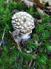 Amanita pantherina