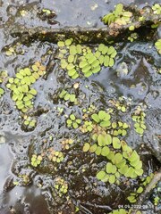 Salvinia natans