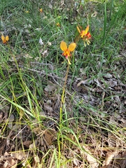 Diuris magnifica