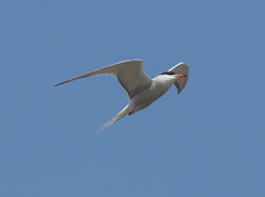 Sterna hirundo