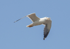 Larus fuscus barabensis