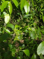 Denhamia bilocularis