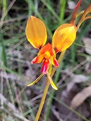 Diuris magnifica