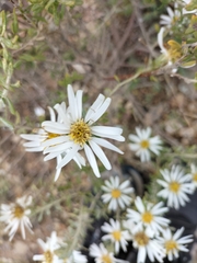 Olearia pimeleoides