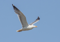 Larus fuscus barabensis