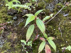 Melastomeae