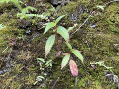 Melastomeae