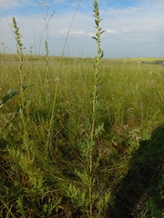 Artemisia latifolia