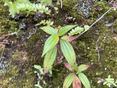 Melastomeae