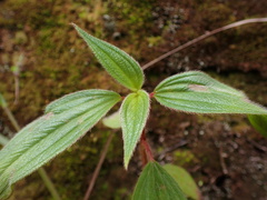 Melastomeae