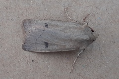 Agrotis trux