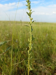 Artemisia latifolia