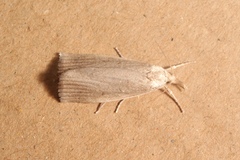 Calamotropha paludella